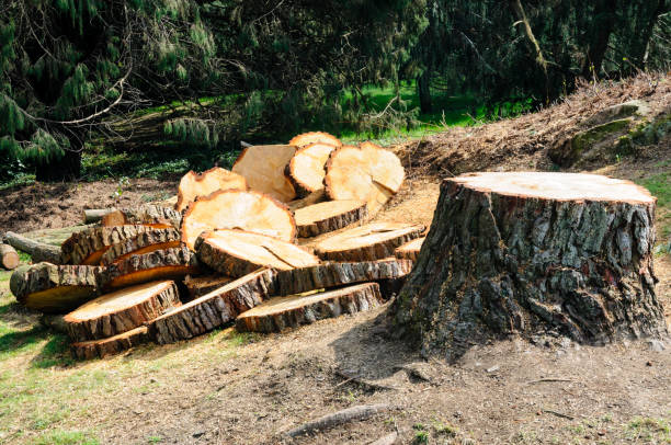 Trusted Thompsons Station, TN Tree Removal Services Experts